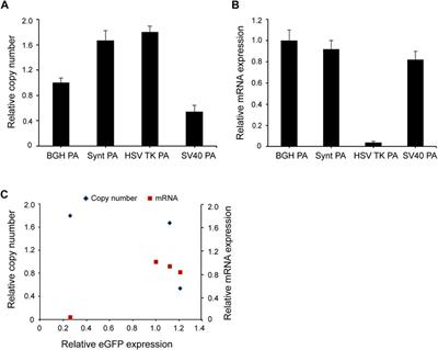 Enhanced Transgene Expression by Optimization of Poly A in Transfected CHO Cells